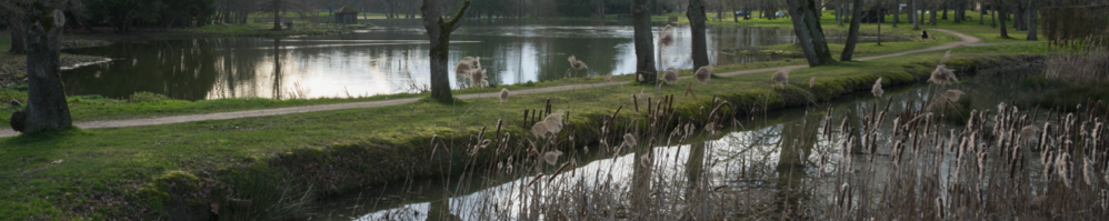 Loi sur l'eau : zone humide